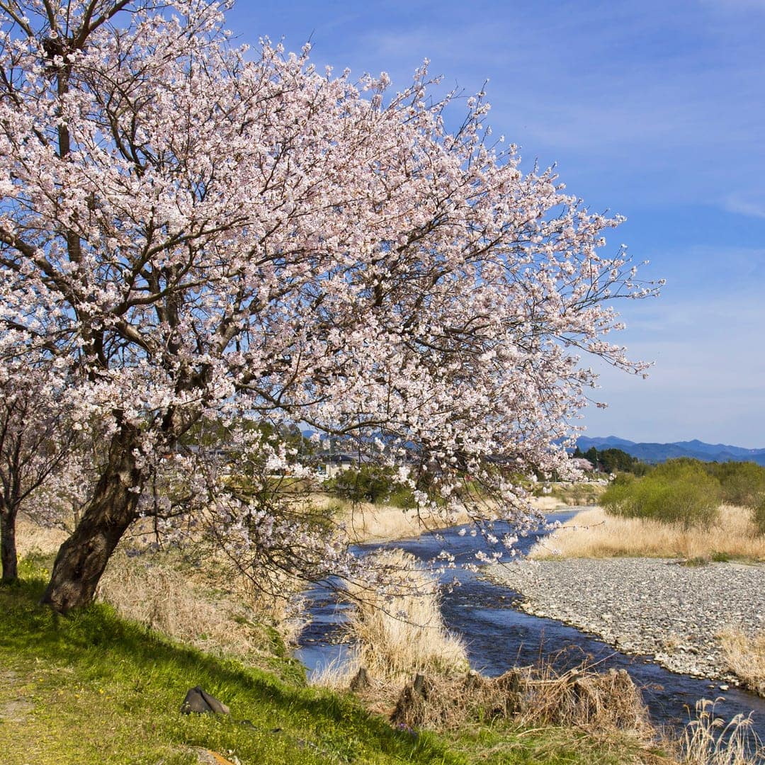 Okinawa’lı Yaşlıların Uzun Yaşam Sırları