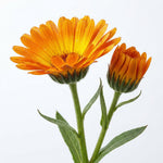 Aynısefa (Calendula) Ekstraktı