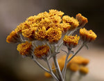 Ölmez Çiçeği (Immortelle) Yağı/Özü